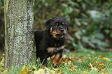 ROTTWEILER 346